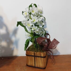 Orquídea Dendobrium Nobilis