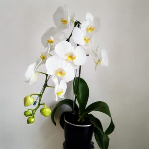 Vaso de Orquídea - Troca Mensal