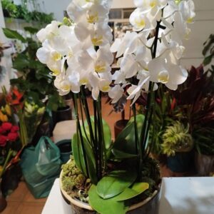 Arranjo com múltiplas orquídeas